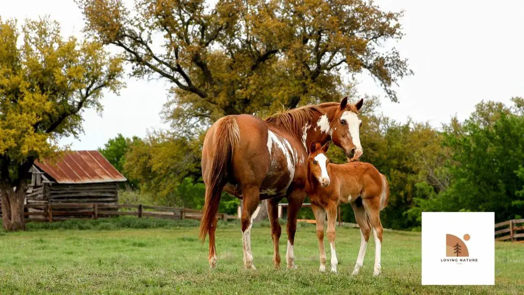 female horse