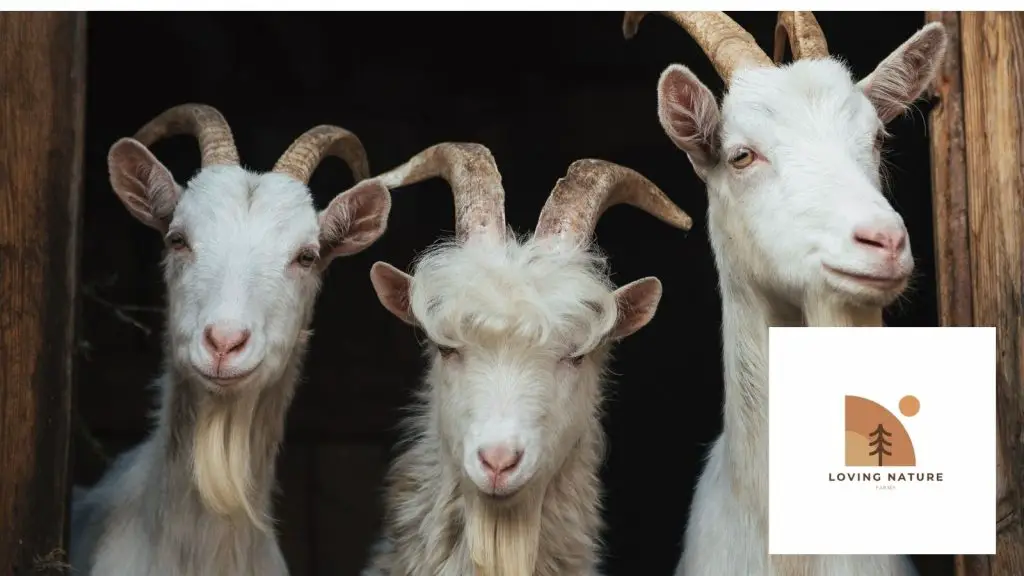 picture of 3 billy goats