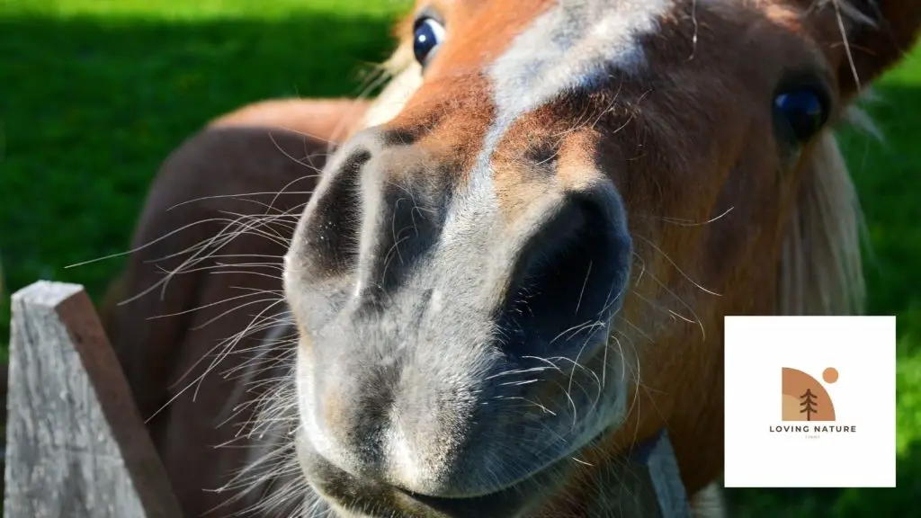 funny looking horse