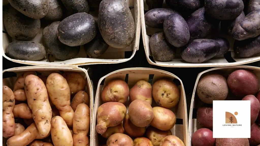 pic of different types of potatoes