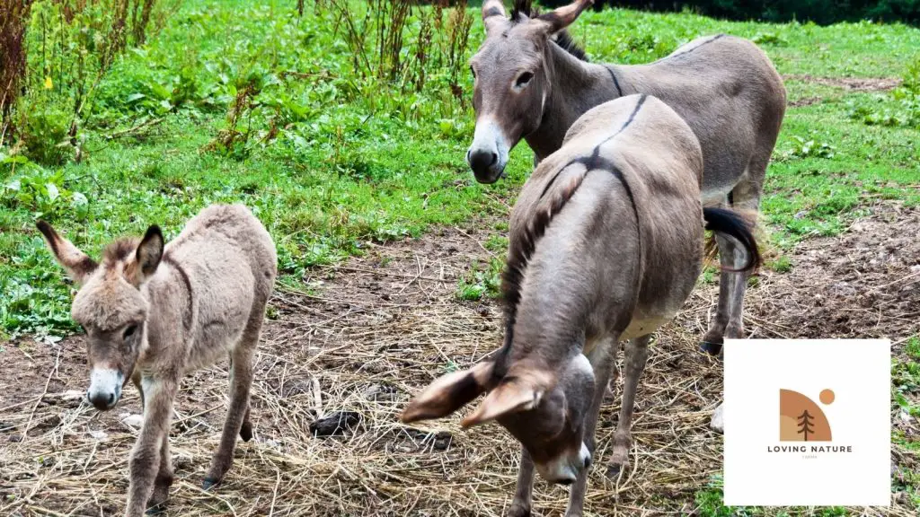 donkey and mule