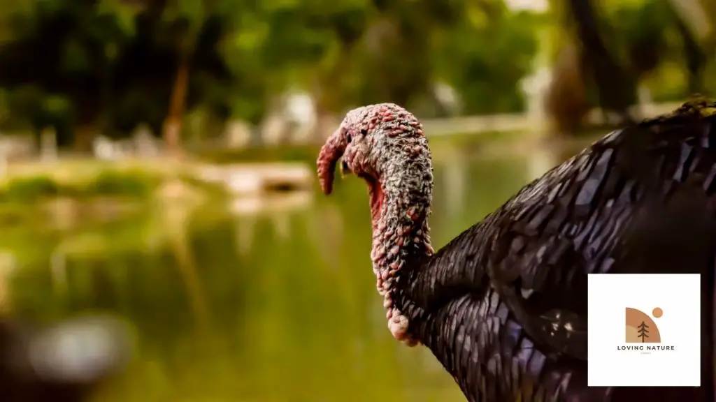 turkey looking over lake