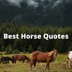 best horse sayings