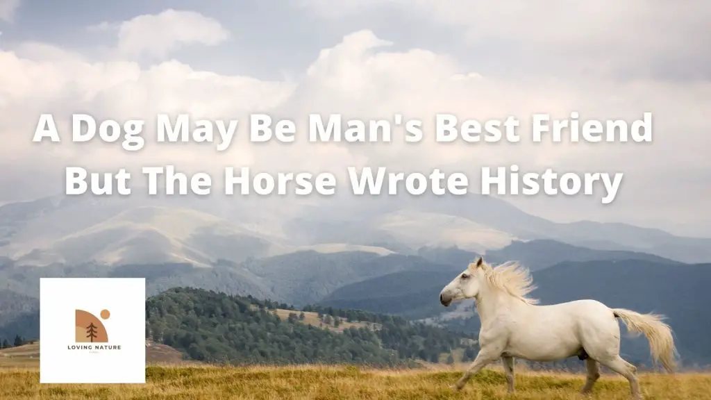 best horse sayings7
