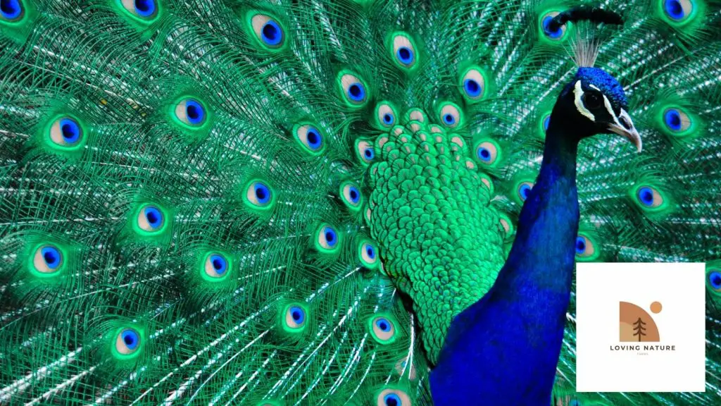 picture of one of our peacocks2