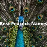 Best Peacock Names