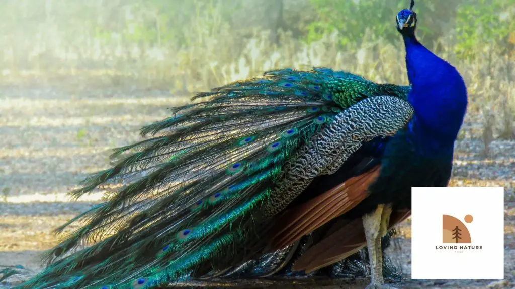 picture of one of our peacocks4