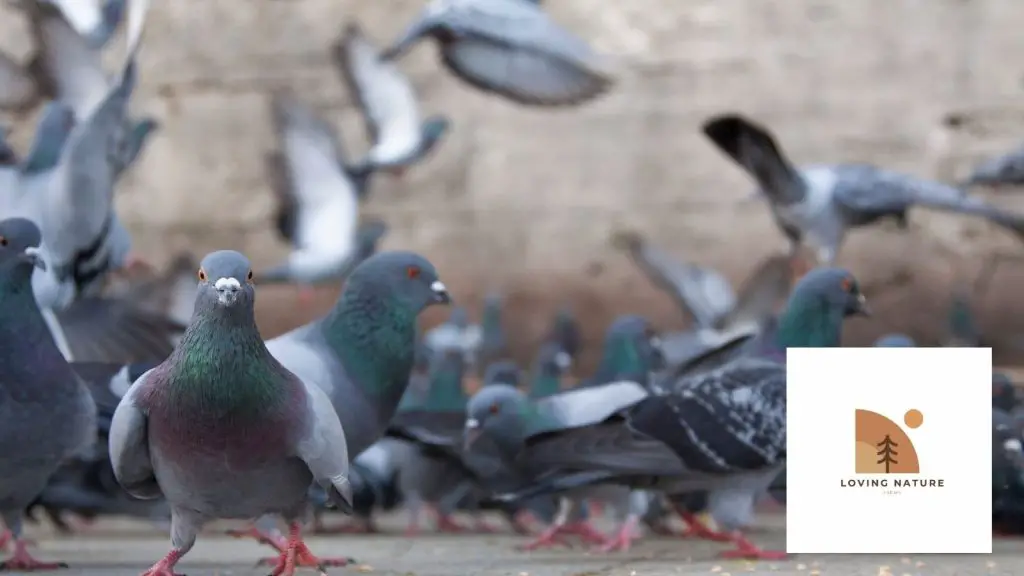 pigeons being named1