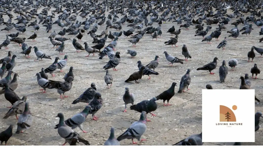 pigeons being named2