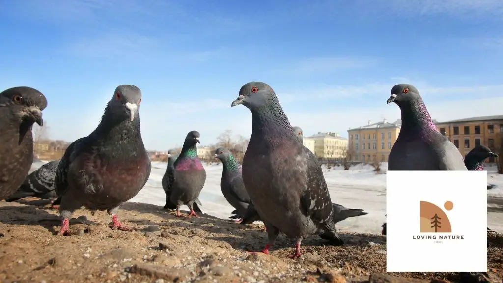 pigeons being named3
