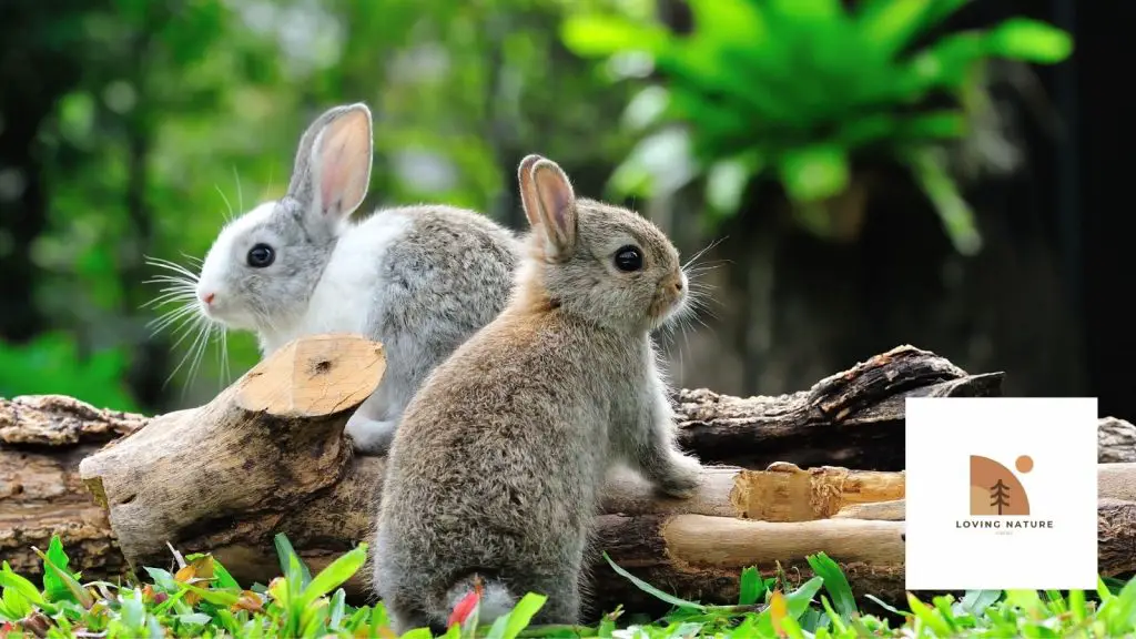 couple rabbits named