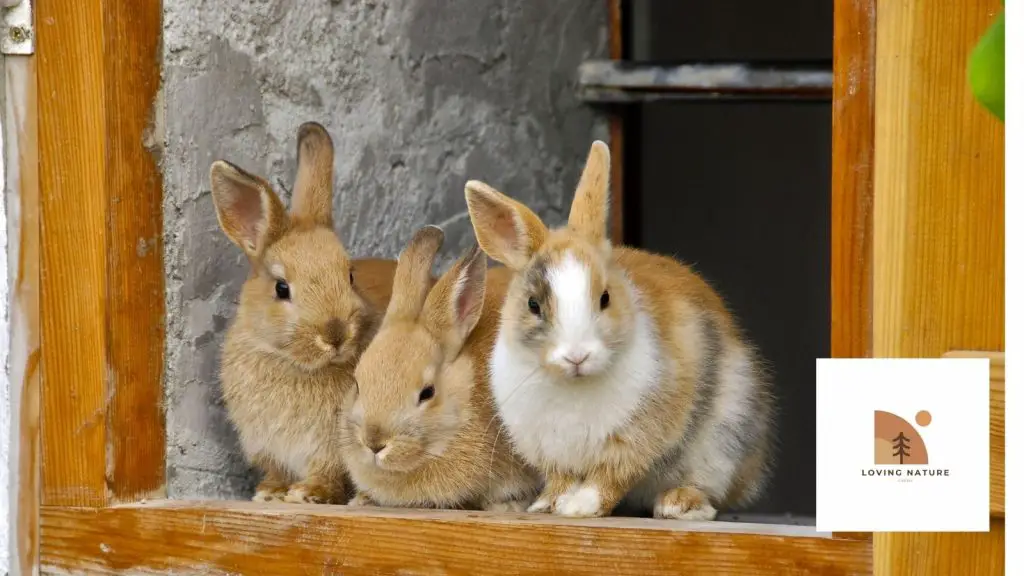 meaningful pic of rabbits