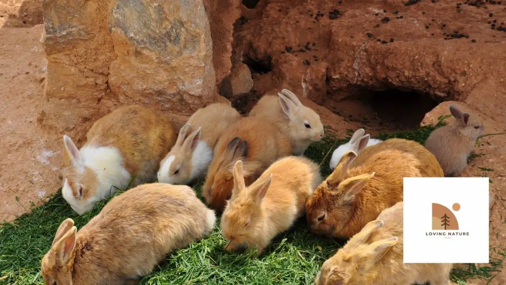 baby rabbits name generated 