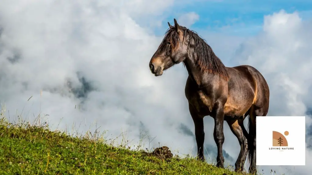 beautiful stallion named2