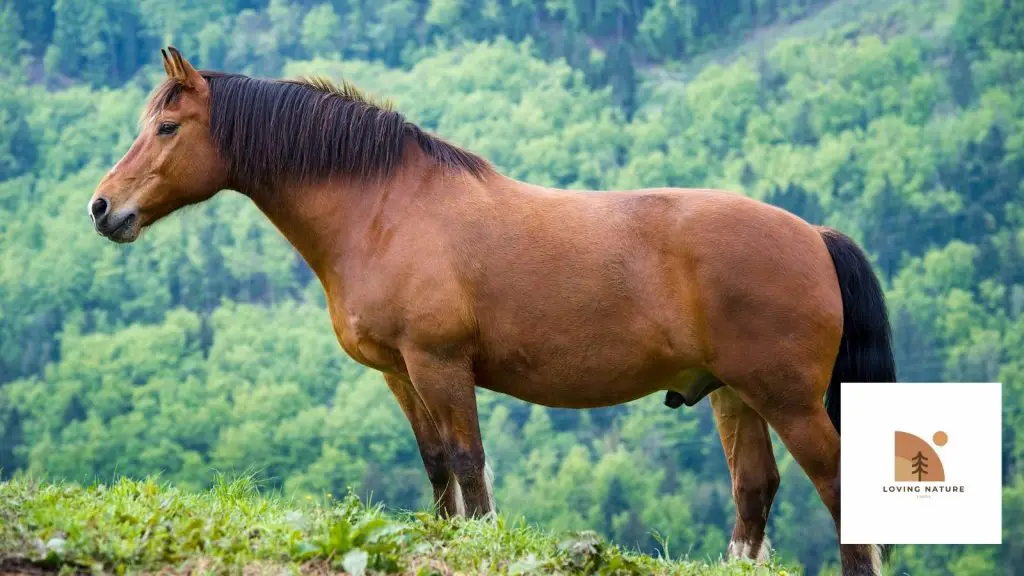 beautiful stallion named5