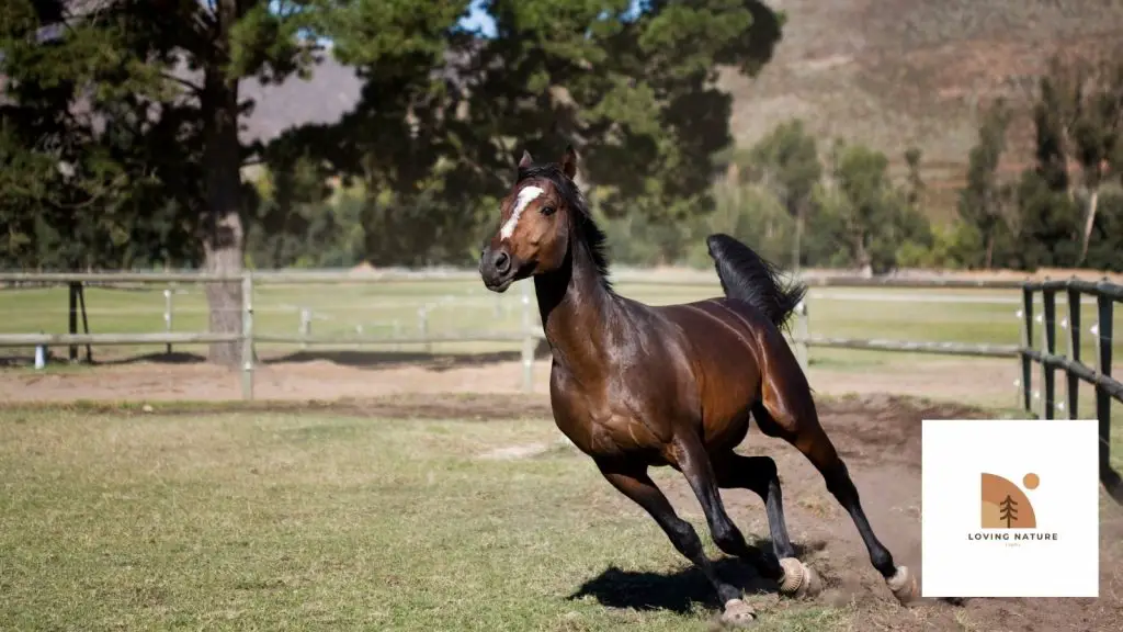 beautiful stallion named4