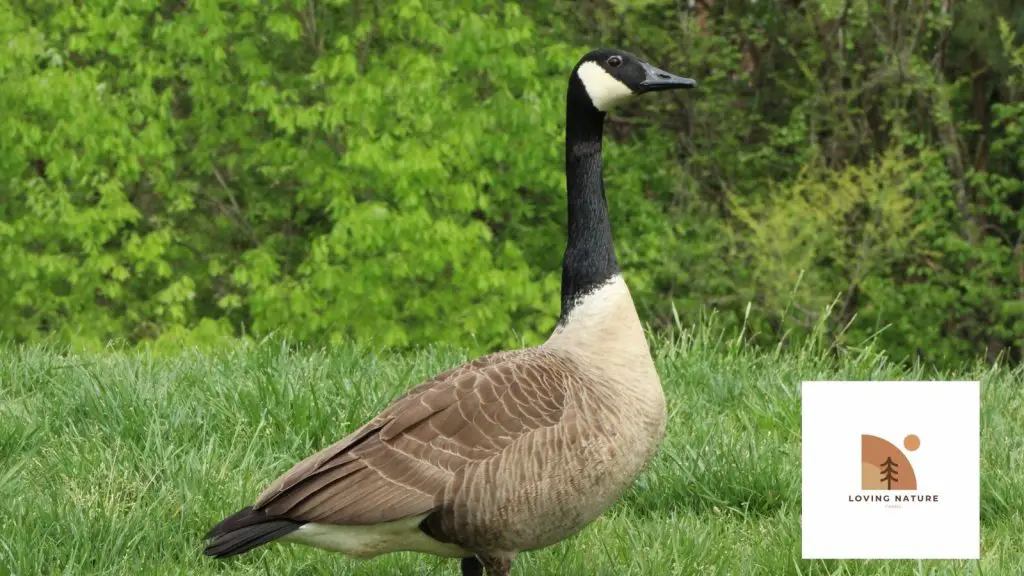 picture of our pet goose