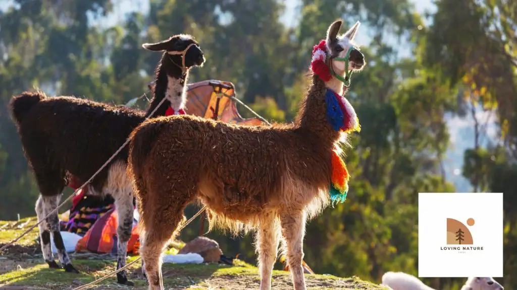 llamas with the best names