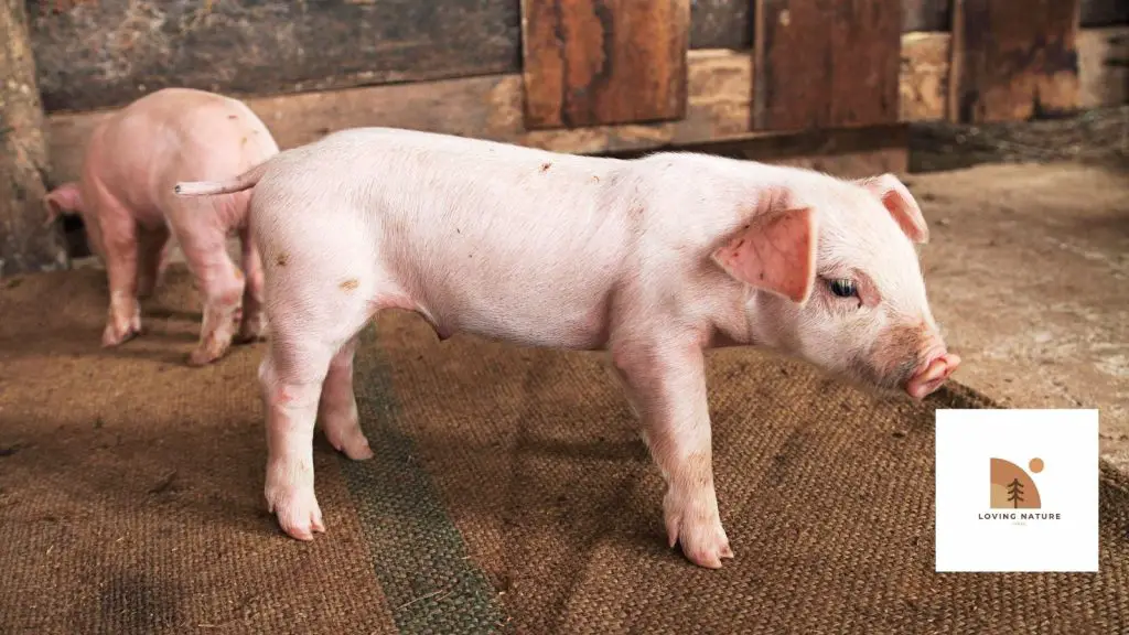 389+ Of The Best Unique & Exciting Pig Names