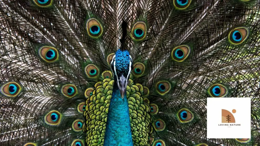 picture of one of our peacocks