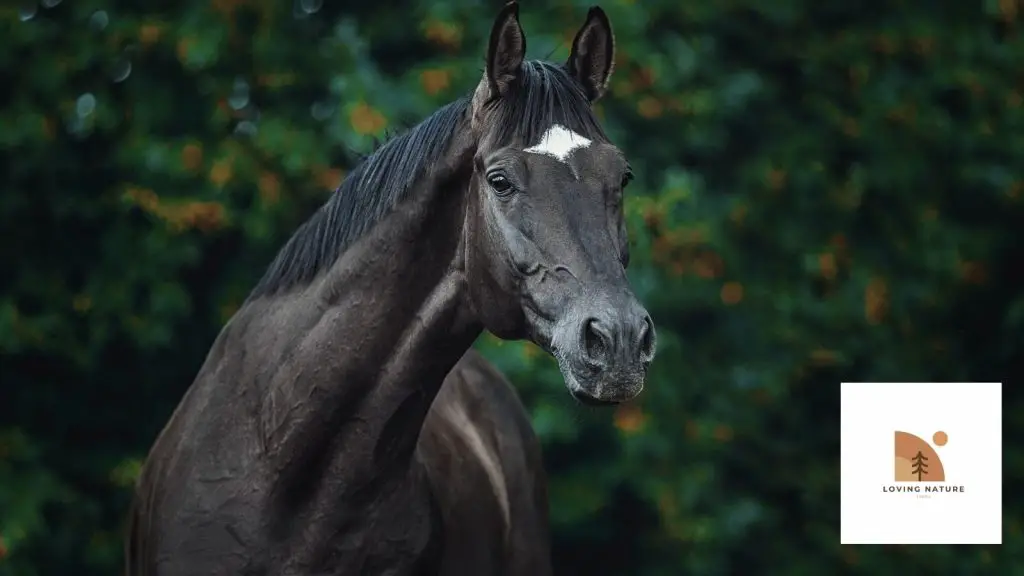 beautiful stallion named