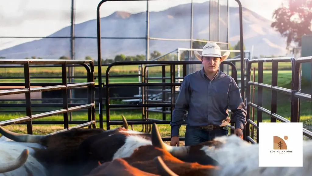 cowboy in cattle