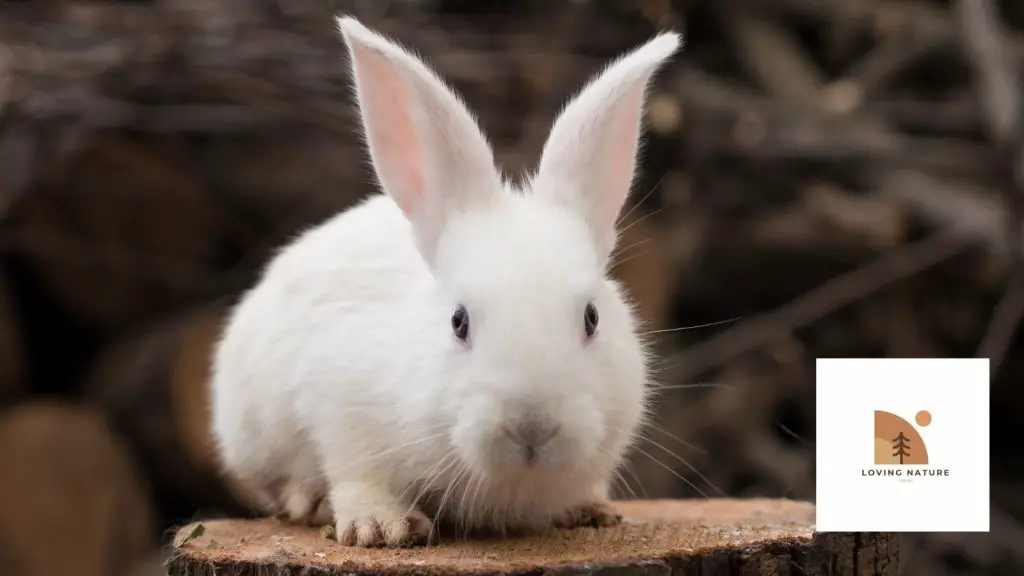 white bunny name