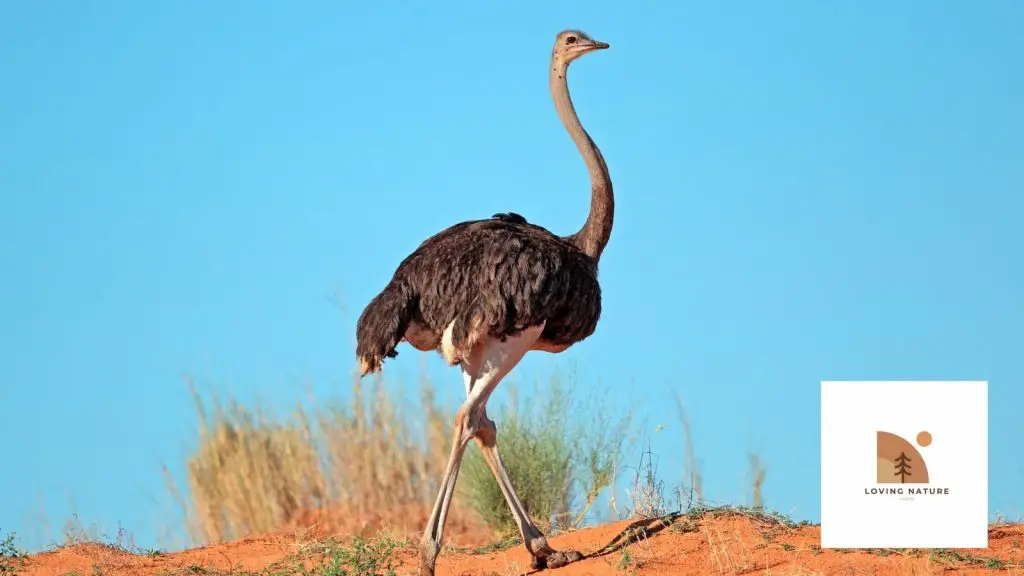 ostriches being named4