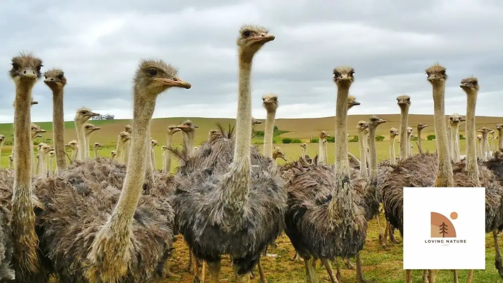 ostriches being named5