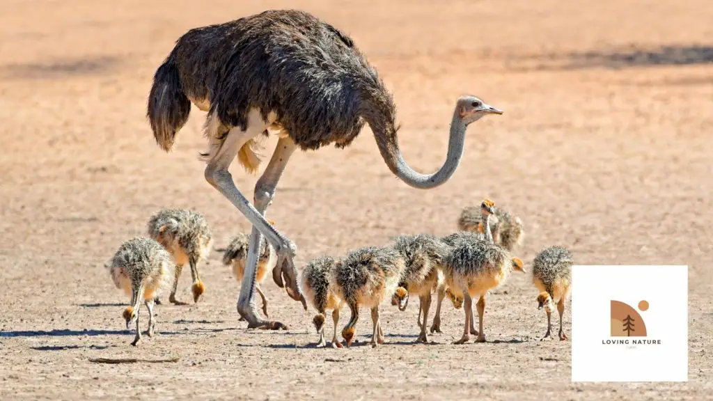 ostriches being named6