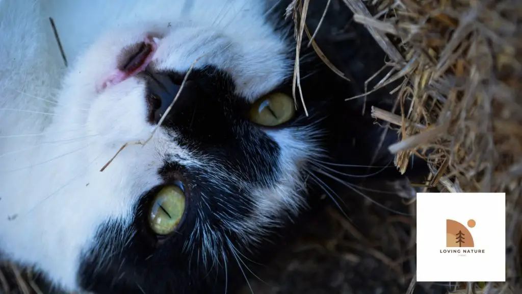 101 Of The Greatest Farm Cat Names An Unbeatable List