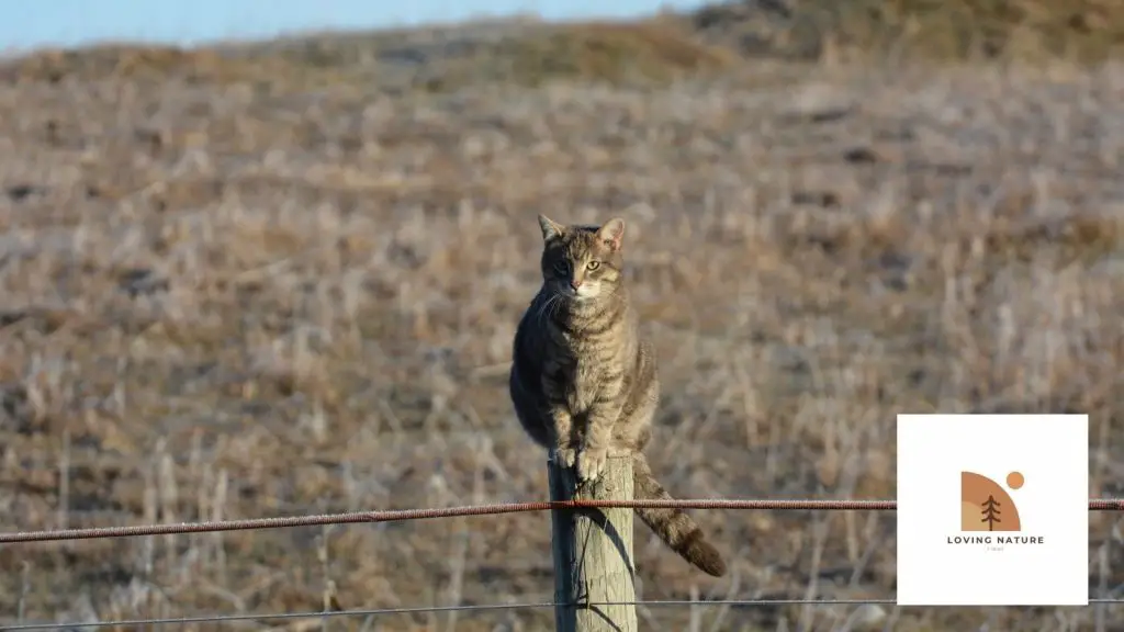 Farm Cat being named3