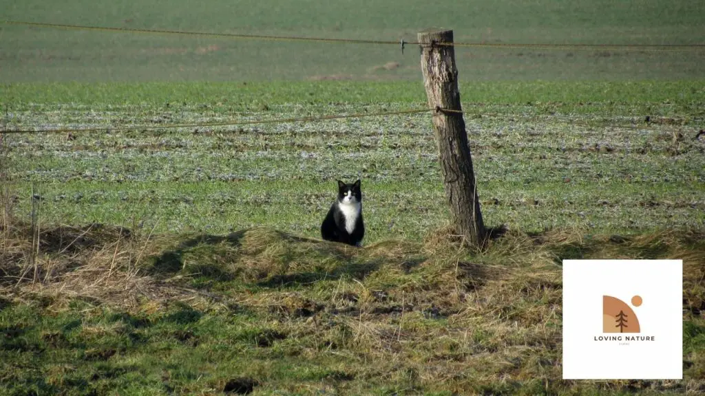 Farm Cat being named4