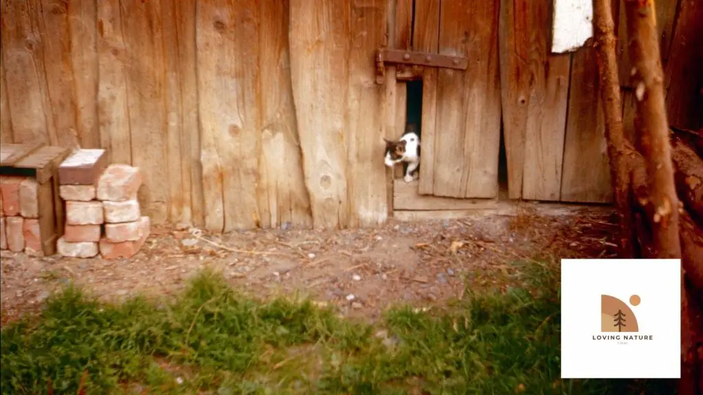 Farm Cat being named5