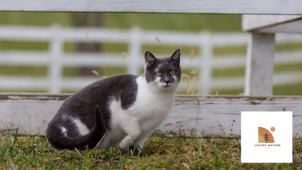 Farm Cat being named6