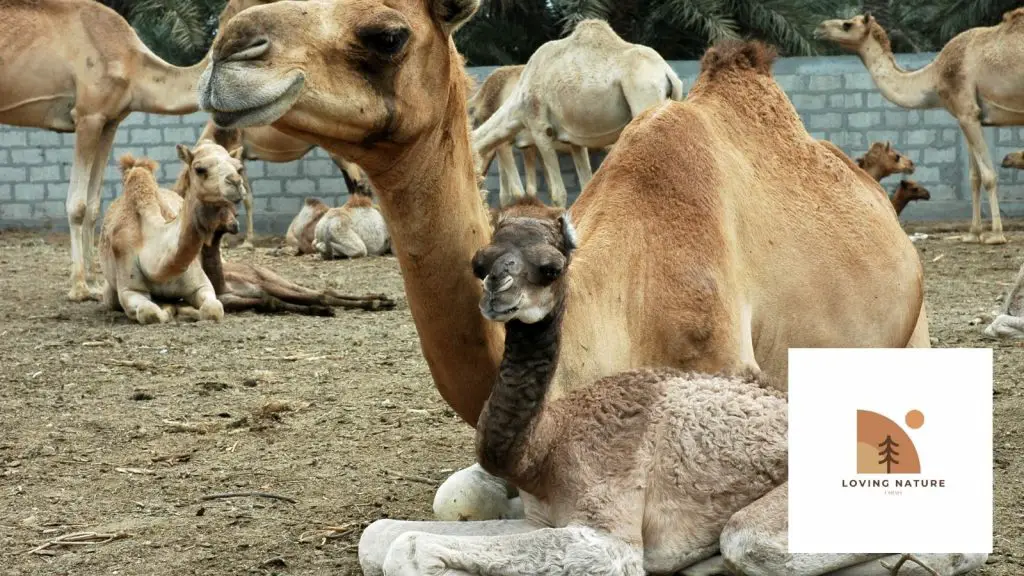 T191+ Of The Best Camel Names: Unique Ideas to Name Your Pet Camel