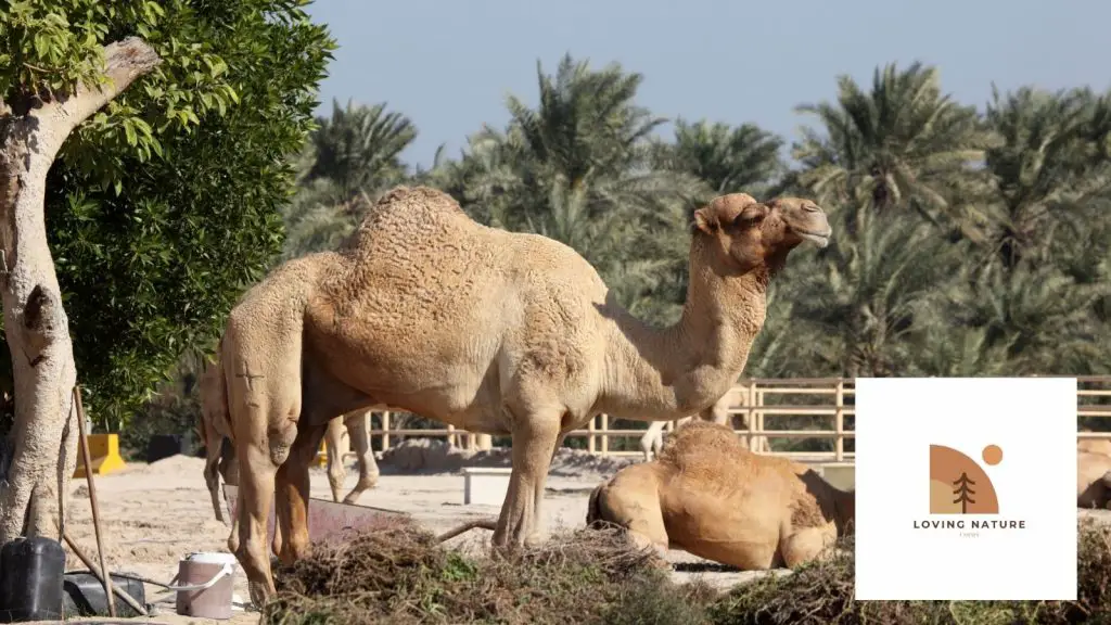 camel being named3