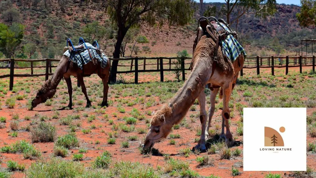 camel being named3