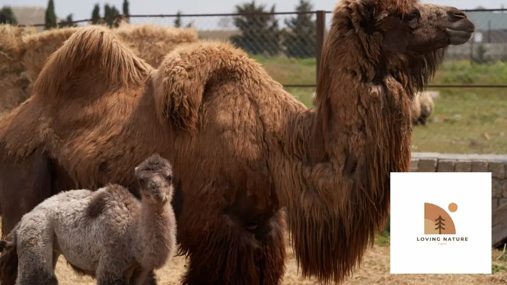 camel being named5