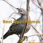 best quail names