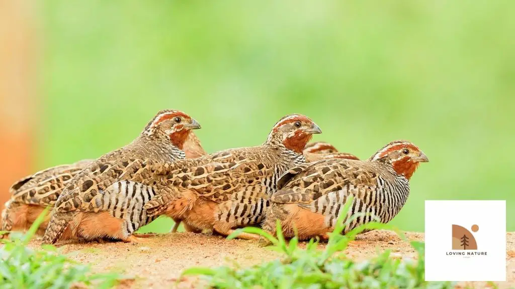 named quail pic3