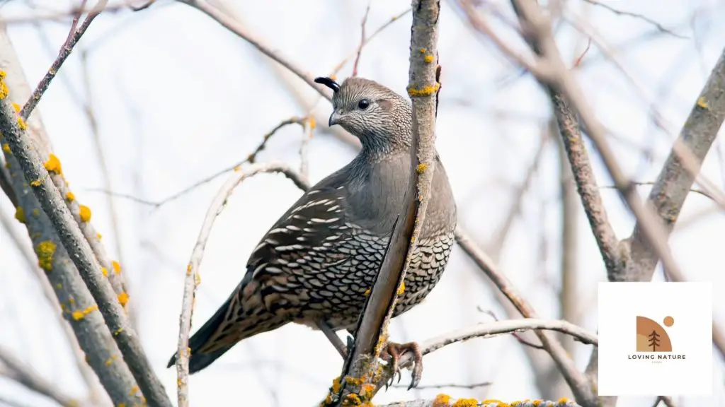 named quail pic