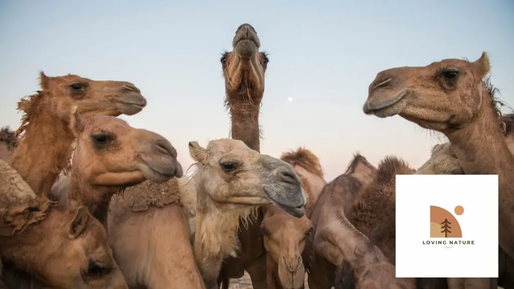 Camels named