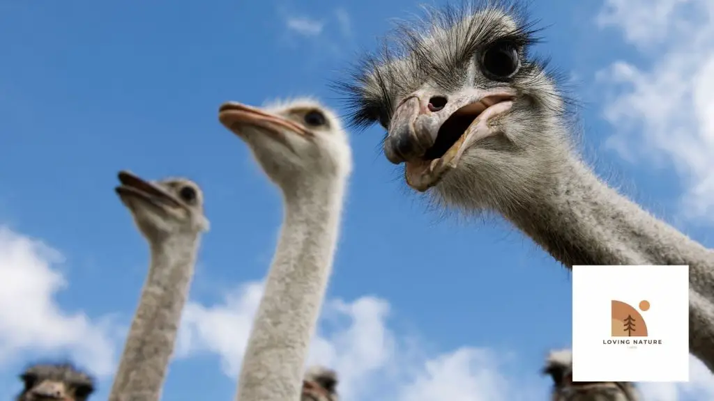 ostriches being named