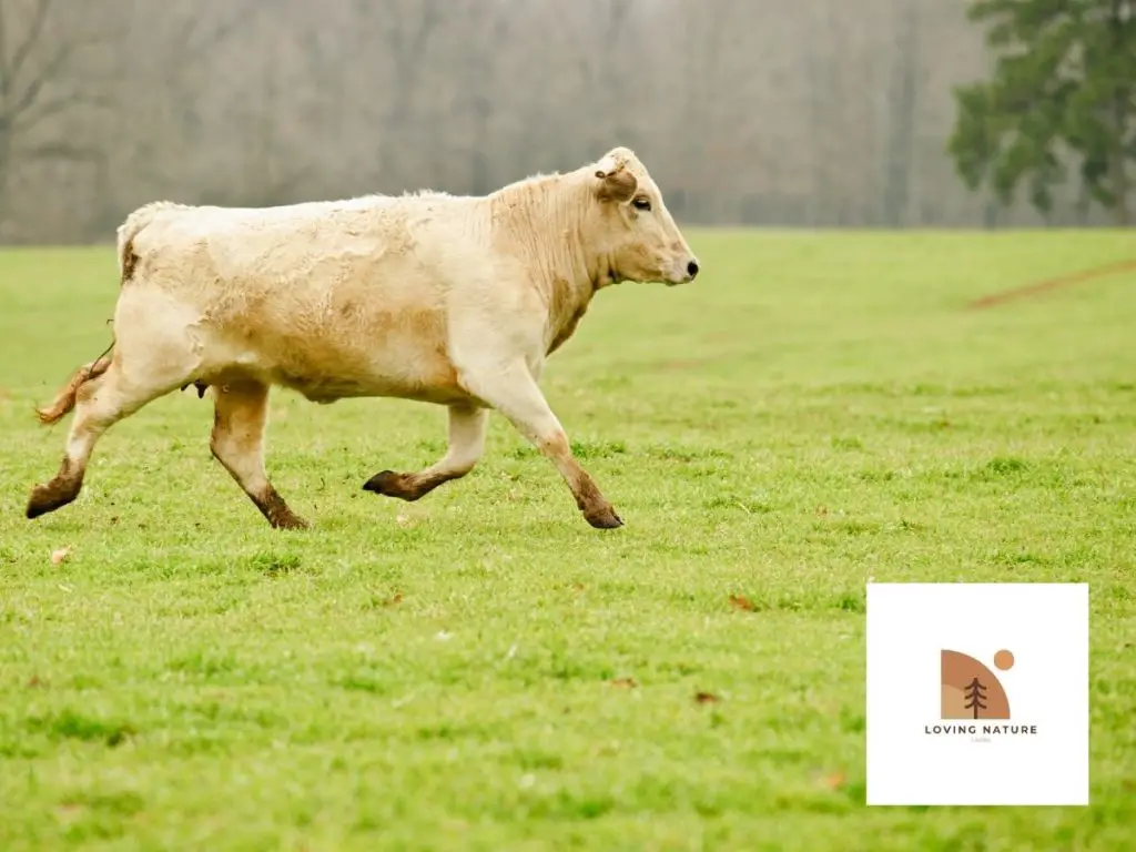 white cow running