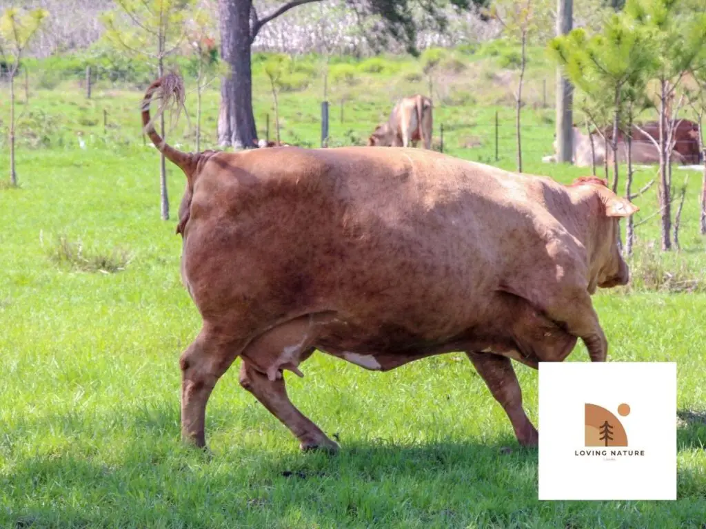 cows tail up when running