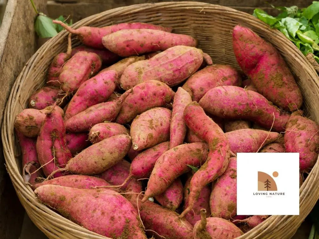 sweet potatoes a bunch