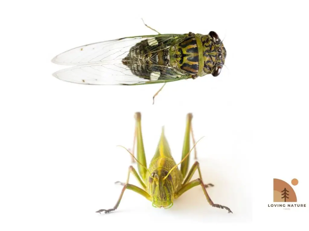 pic of locust and cicada side by side