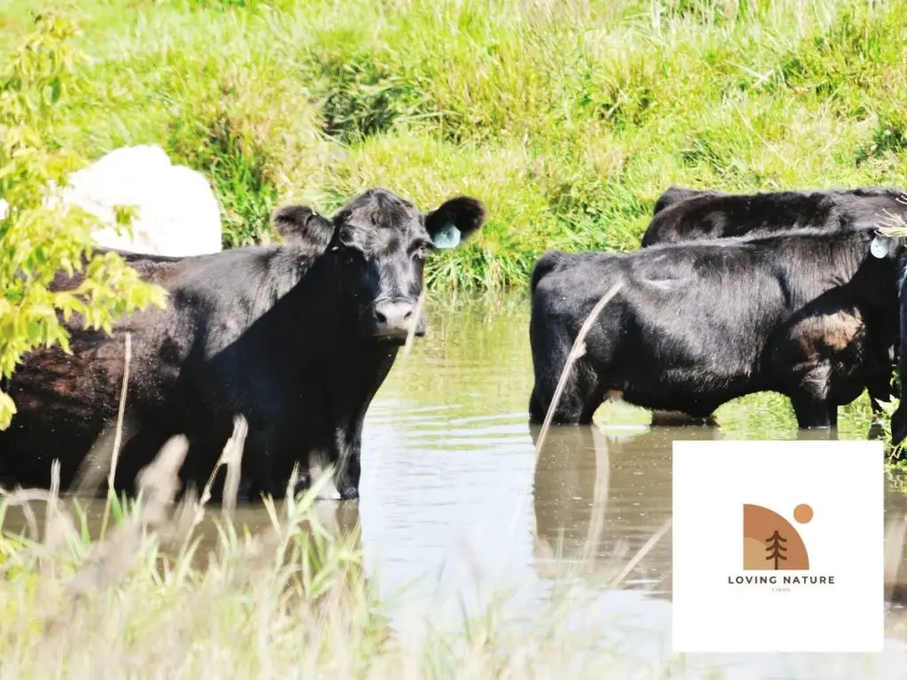 cows in water