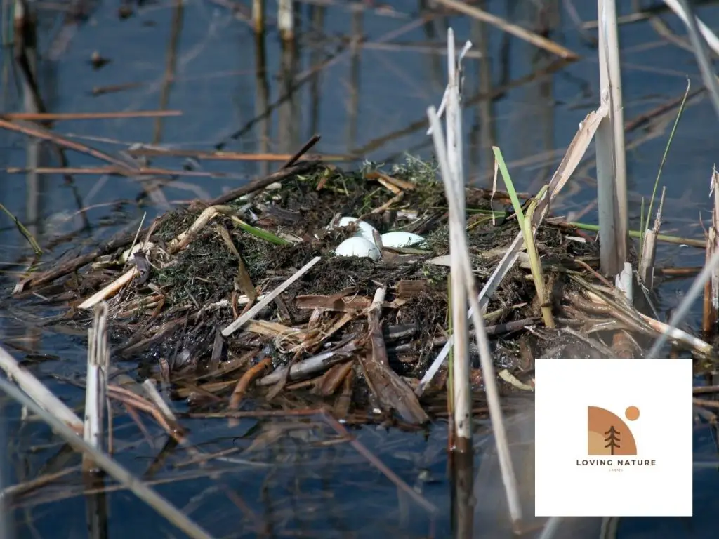 duck eggs in nest